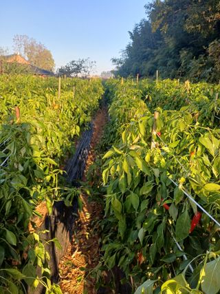 홍순오님의 자유주제 · 자유게시판 작성글 사진