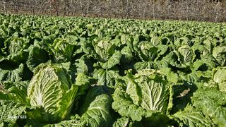 손윤영/수채화농원님의 자유주제 · 자유게시판 작성글 사진