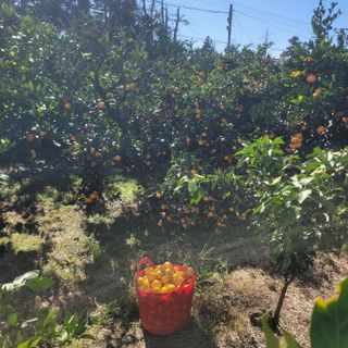 서귀포달코롬감귤농원님의 귤 · 수확 작성글 사진