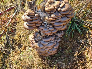 박순행님의 자유주제 · 자유게시판 작성글 사진