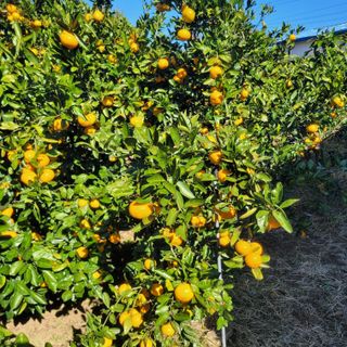 서귀포달코롬감귤농원님의 귤 · 수확 작성글 사진