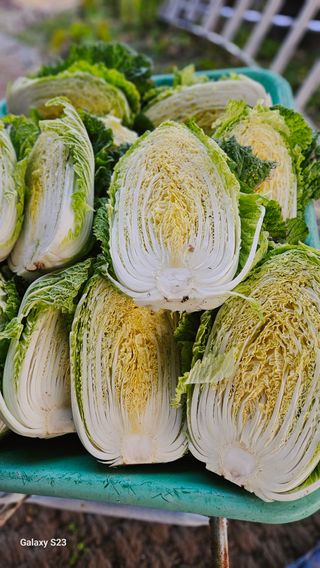 손윤영/수채화농원님의 자유주제 · 자유게시판 작성글 사진