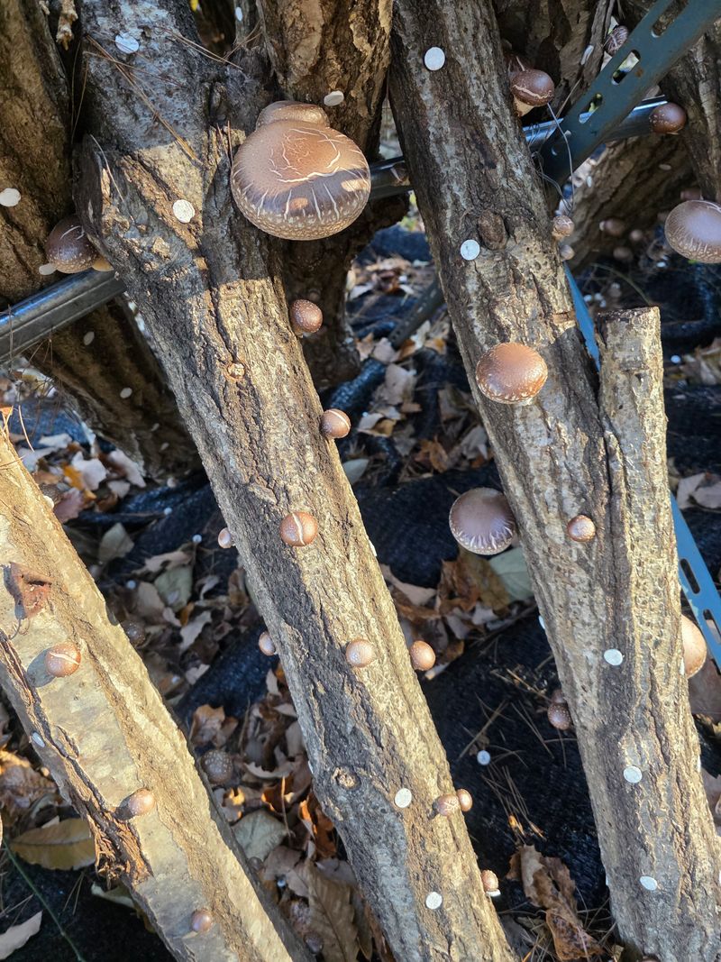 배추12035.부남님의 장터 판매 상품 [표고버섯 (원목재배)] 첨부 사진