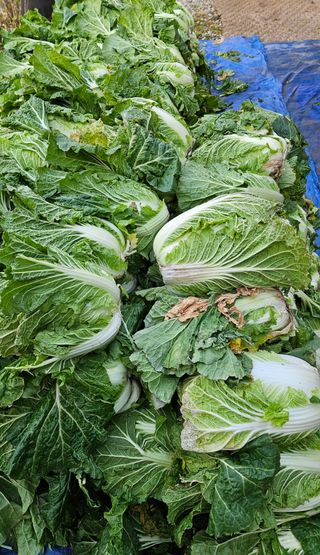 손윤영/수채화농원님의 자유주제 · 자유게시판 작성글 사진