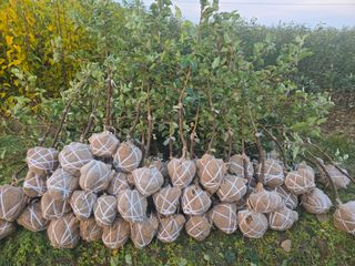 일심묘목농원님의 자유주제 · 자유게시판 작성글 사진