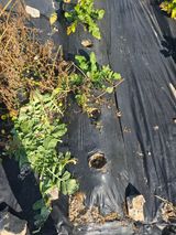 팜모닝 자유주제·자유게시판 게시글 이미지