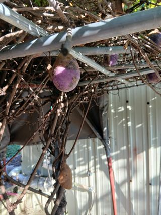 무료지식나눔 팜닥터님의 자유주제 · 자유게시판 작성글 사진