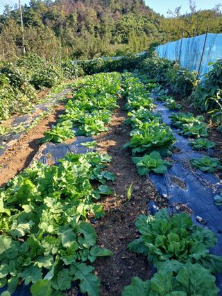 이점례님의 자유주제 · 건의해요 작성글 사진