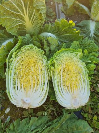 이호님의 자유주제 · 자유게시판 작성글 사진