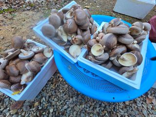 배추12035.부남님의 작성글 사진