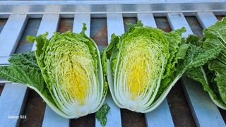 손윤영/수채화농원님의 자유주제 · 자유게시판 작성글 사진