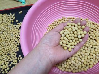 콩사랑님의 자유주제 · 자유게시판 작성글 사진