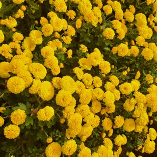 정강화님의 자유주제 · 자유게시판 작성글 사진