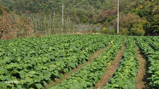 손윤영/수채화농원님의 자유주제 · 자유게시판 작성글 사진