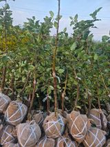 일심묘목농원님의 자유주제·자유게시판 작성글 사진