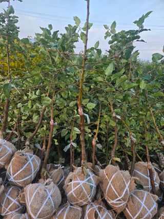 일심묘목농원님의 자유주제 · 자유게시판 작성글 사진