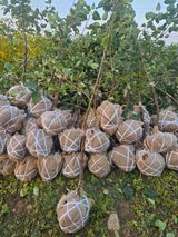 일심묘목농원님의 자유주제·자유게시판 작성글 사진