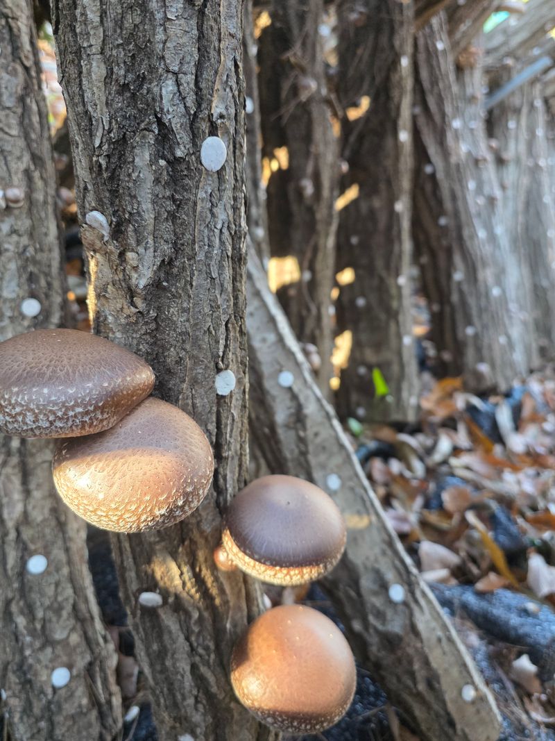 배추12035.부남님의 장터 판매 상품 [표고버섯 (원목재배)] 첨부 사진