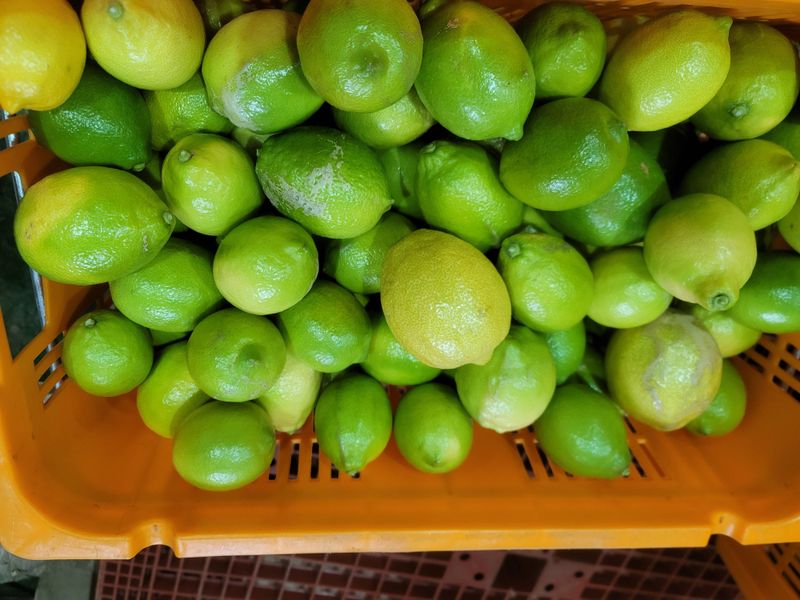 제주빅팜님의 장터 판매 상품 [청정제주 레몬 못난이] 첨부 사진