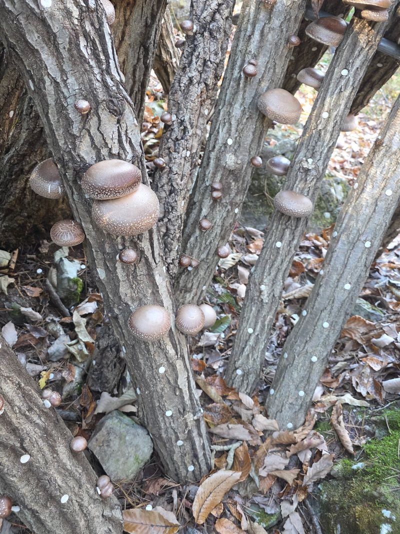 배추12035.부남님의 장터 판매 상품 [표고버섯 (원목재배)] 첨부 사진