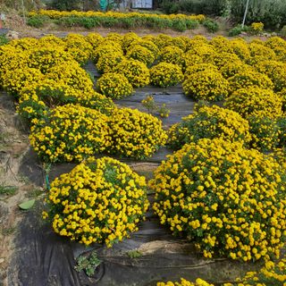 정강화님의 자유주제 · 자유게시판 작성글 사진