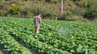 손윤영/수채화농원님의 자유주제 · 자유게시판 작성글 사진