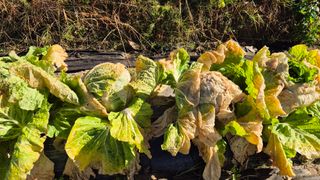 이애숙님의 자유주제 · 건의해요 작성글 사진
