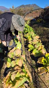 이애숙님의 자유주제·건의해요 작성글 사진