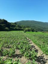 팜모닝 자유주제·자유게시판 게시글 이미지