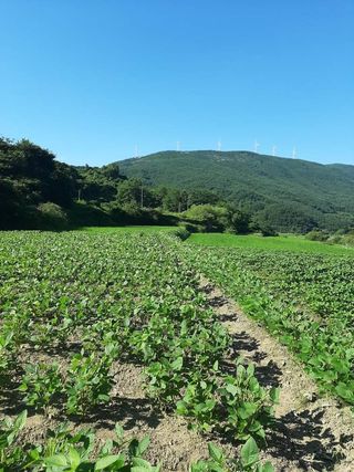 콩사랑님의 자유주제 · 자유게시판 작성글 사진