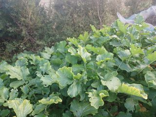 正覺님의 자유주제 · 자유게시판 작성글 사진