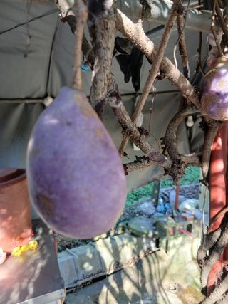 무료지식나눔 팜닥터님의 자유주제 · 자유게시판 작성글 사진