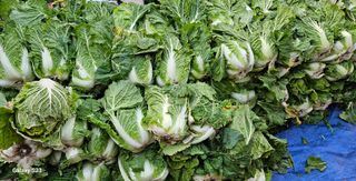 손윤영/수채화농원님의 자유주제 · 자유게시판 작성글 사진