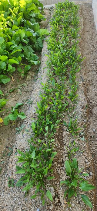 접시꽃님의 자유주제 · 자유게시판 작성글 사진