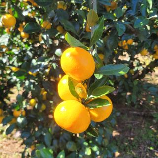 서귀포달코롬감귤농원님의 귤 · 수확 작성글 사진