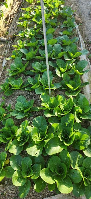 접시꽃님의 자유주제 · 자유게시판 작성글 사진