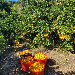 서귀포달코롬감귤농원님의 귤 · 수확 작성글 사진