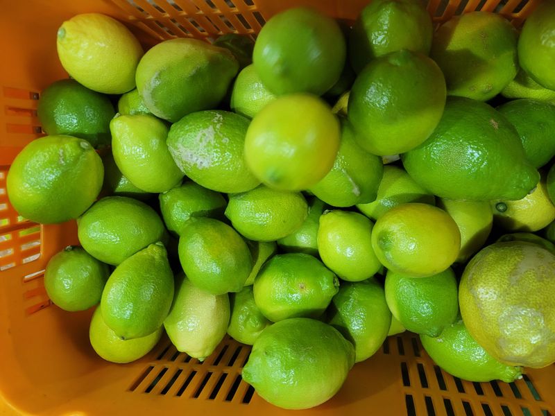 제주빅팜님의 장터 판매 상품 [청정제주 레몬 못난이] 첨부 사진