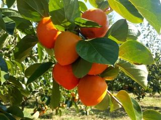 콩19996ㆍ혜자님의 자유주제 · 자유게시판 작성글 사진