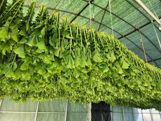 고승현(장수하늘소)님의 자유주제 · 자유게시판 작성글 사진