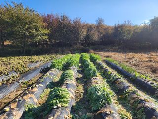 고승현(장수하늘소)님의 자유주제 · 자유게시판 작성글 사진