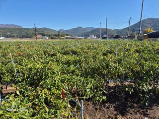 사천시향촌동 돼지띠님의 자유주제 · 자유게시판 작성글 사진