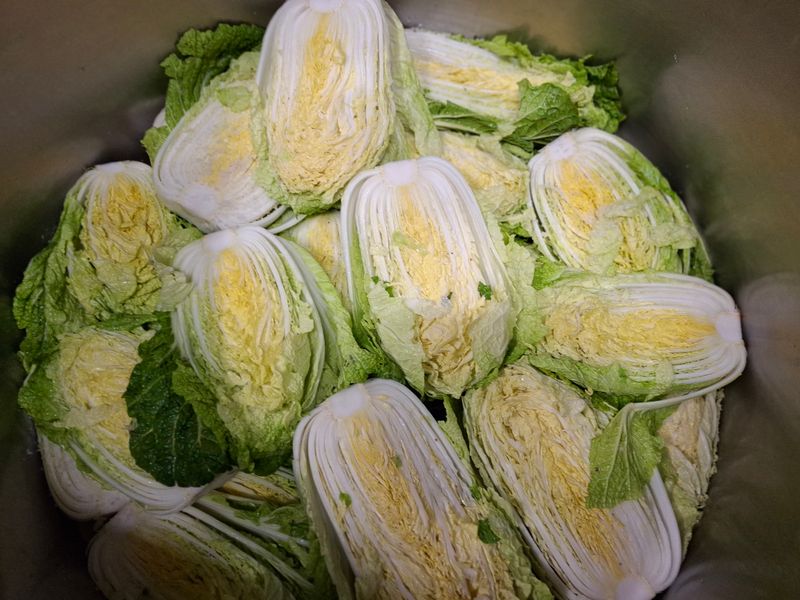 강정순님의 장터 판매 상품 [배추] 첨부 사진