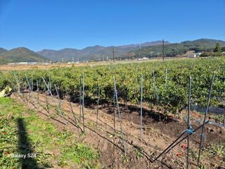 사천시향촌동 돼지띠님의 자유주제 · 자유게시판 작성글 사진