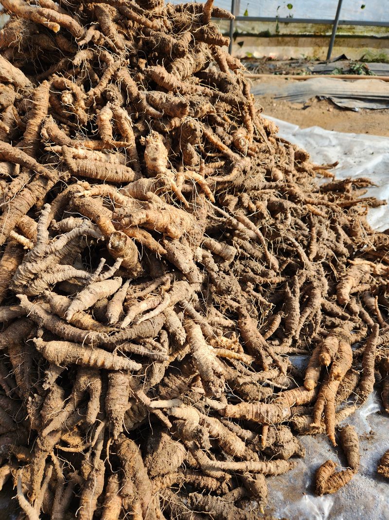 윤미선(농경채인증님의 장터 판매 상품 [더덕 4키로 ] 첨부 사진