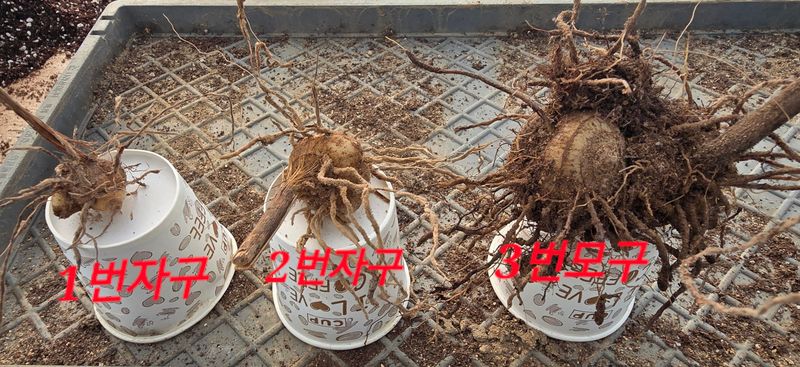 약초원 김종군님의 장터 판매 상품 [토종자생식물 자란꽃 종근] 첨부 사진