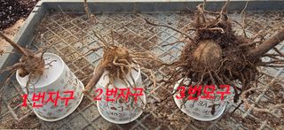 약초원 김종군님의 작성글 사진