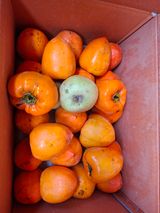 팜모닝 자유주제·자유게시판 게시글 이미지