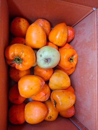 김중언님의 자유주제 · 자유게시판 작성글 사진