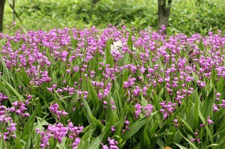 장터 상품 [토종자생식물 자란꽃 종근] 썸네일